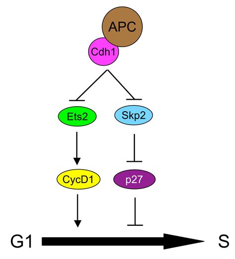 The Function Of Apc Ccdh1 In Cell Cycle And Beyond Cell Division Full Text