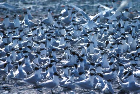 Free picture: big, flock, tern, birds, ground