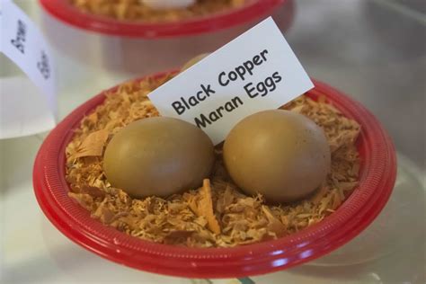 Black Chicken Eggs What Chicken Breeds Produce Them