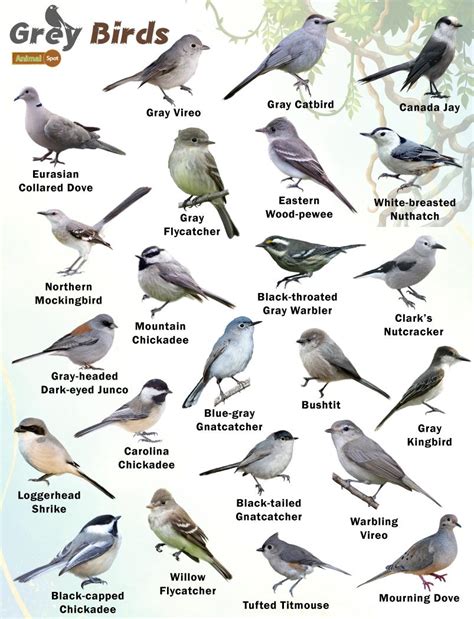 Gray Birds – Facts, List, Pictures