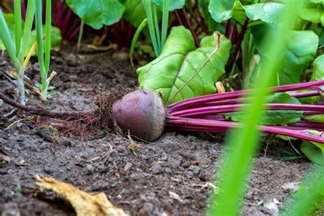 Como Cultivar E Colher Beterraba 2023 Aprender Fazer