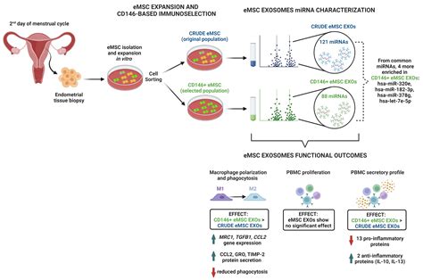 Cells Free Full Text Cd146 Endometrial Derived Mesenchymal Stem