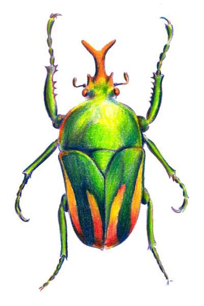 How to Draw a Beetle