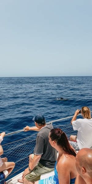 Costa Adeje Excursi N En Catamar N Para Avistamiento De Cet Ceos Con