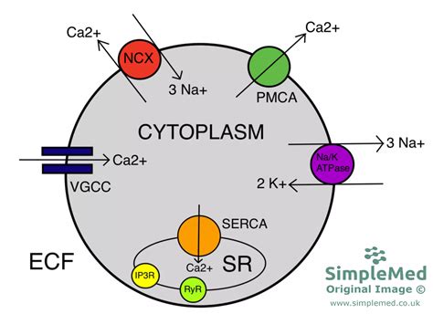 Membrane Transport And Intracellular Calcium Regulation Simplemed