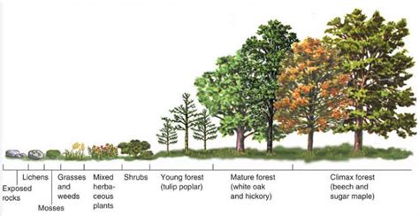 Ecological Succession And Its Types