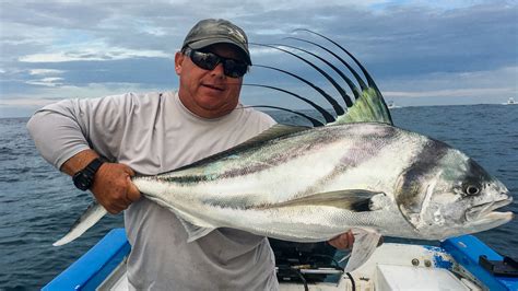 Roosterfish - The Reel Baja