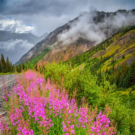 View photographs of San Juan Mountain Wildflowers