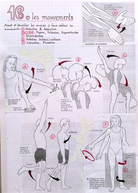 Cours N Anatomie Les Mouvements Artkarel