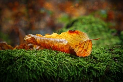 Осенние листья мох буковый лист Бесплатная фотография - Public Domain ...