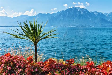 Plants Blooming At Promenade Of Geneva Lake In Montreux Riviera Stock