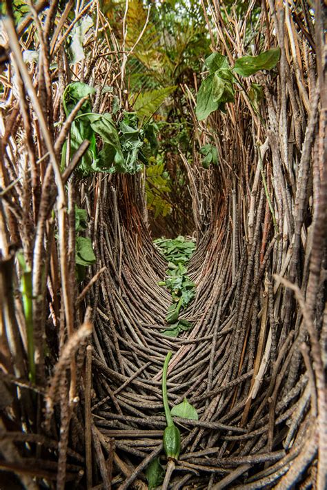 Bowerbird | San Diego Zoo Animals & Plants