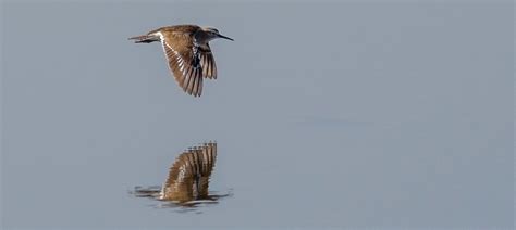 Common Sandpiper | Bubo Birding