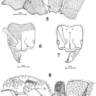 The lateral view of the lectotype worker of B. pachyderma. Figure 6.... | Download Scientific ...