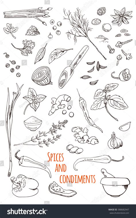 Vektor Stok Spices Condiments Herbs Sketch Vector Set Tanpa Royalti