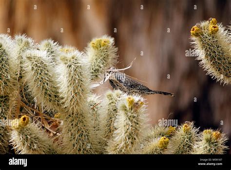 Cactus wren nest hi-res stock photography and images - Alamy