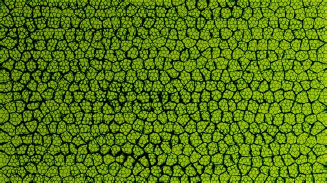 Leaf cells by Victim4 on DeviantArt