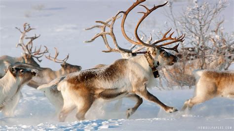 Reindeer Wallpapers Top Free Reindeer Backgrounds Wallpaperaccess