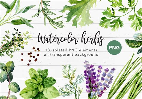 Watercolor Green Herbs Clipart PNG Cilantro Sage Chives Etsy