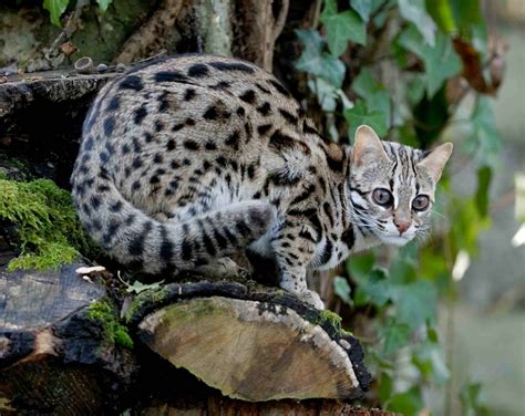 Jenis Jenis Kucing Hutan Dan Penjelasannya Berita Jujur