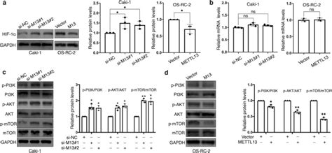 METTL13 Inhibits Progression Of Clear Cell Renal Cell Carcinoma With