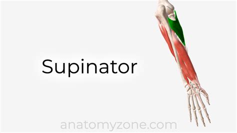 Supinator - Origin, Insertion, Action, 3D Model | AnatomyZone