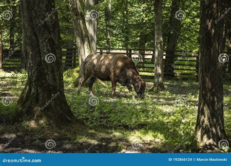 Zubron - Hybrid of Domestic Cattle and European Bison Stock Photo ...