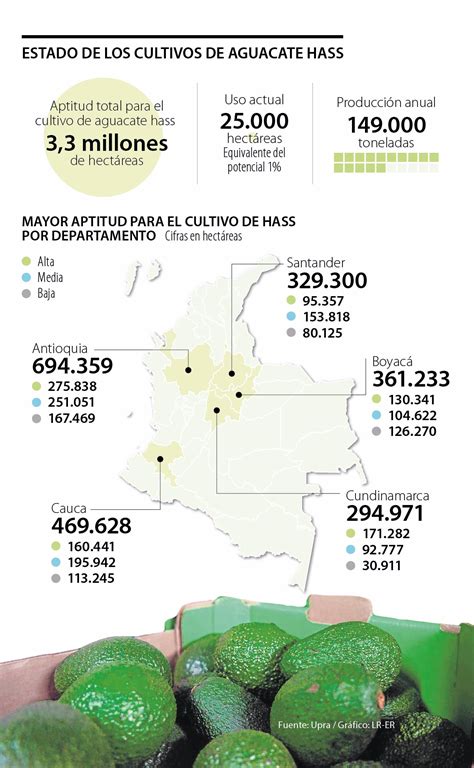 Van Más De 25 000 Hectáreas Cultivadas De Aguacate Hass Y Hay Un