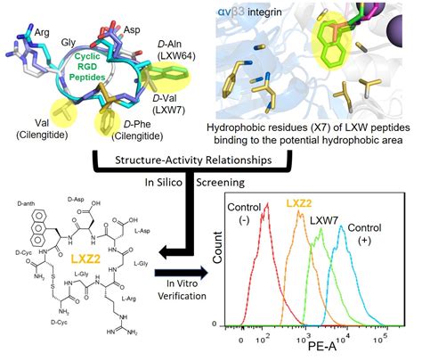 Ijms Free Full Text Structureactivity Relationship Of Rgd