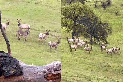 Un âne qui s est échappé de son ranch il y a des années a été retrouvé