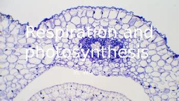 Respiration And Photosynthesis Junior Cycle Science By Georgia Whittle