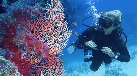 Tauchen Ein Ausflug In Die Unterwasserwelt