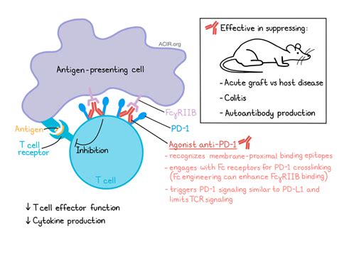 Agonistic Anti Pd 1 Antibodies Turn On The Immunosuppressive Activity