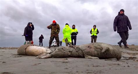 Van Casi Mil Lobos Marinos Muertos En Per Por Presunta Gripe