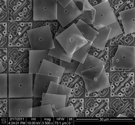 Las fotos tomadas con un microscopio electrónico Pictolic