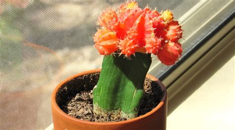 Red Cactus Care