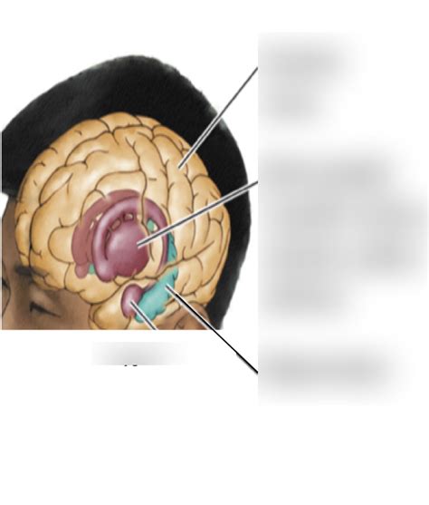 Cerebrum Diagram | Quizlet