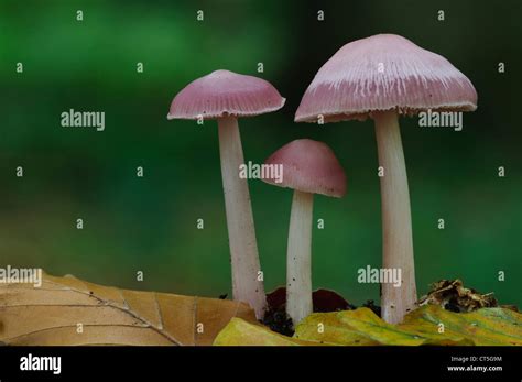 Pink Fungi Hi Res Stock Photography And Images Alamy