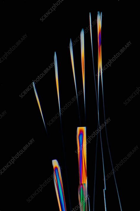 Adenine Crystals Light Micrograph Stock Image C038 3900 Science