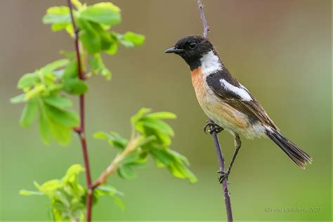 Amur Stonechat Flycatchers Of The Us Inaturalist