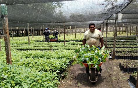 Avanza La Entrega De Pl Ntulas Forestales En Pet N Gobierno De Guatemala