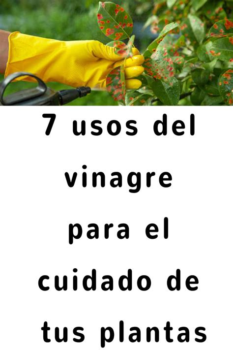 7 Usos Del Vinagre Para El Cuidado De Tus Plantas Plantar Rosales