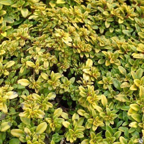Тимьян лимоннопахнущий (Thymus citriodorus) 2 л купить за 450 руб./шт ...