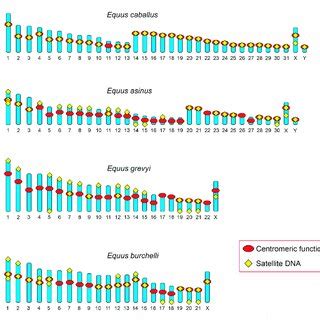 Schematic Representation Of The Chromosomal Distribution Of Satellite