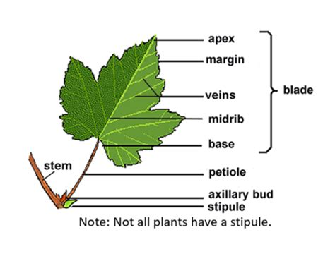 Botany Lab Flashcards Quizlet