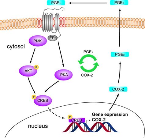 Schematic Diagram Showing The Formation Of The PGE 2 COX 2 Positive