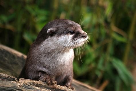 Free Stock Photo Of Nahansicht Niedlich Otter