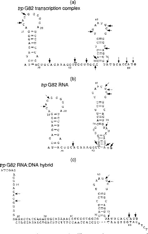 PDF Structure Of RNA And DNA Chains In Paused Transcription Complexes