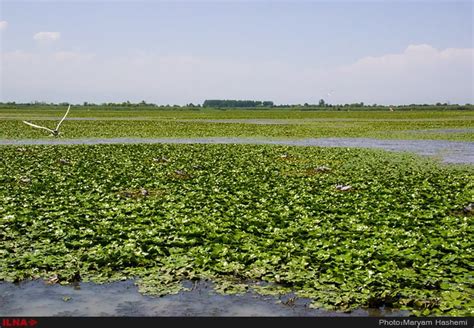 Photos Anzali Lagoon The Iran Project