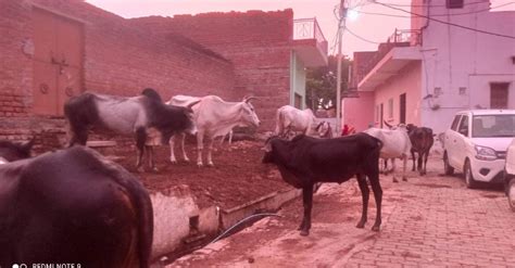 Hundreds Of Stray Cattle Roaming On The Roads Accidents Are Happening Every Day सड़कों पर घूम